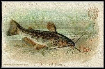 3 Horned Pout